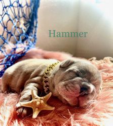 Hammer - AKC Lilac Merle