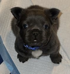Fluffy frenchie looking for forever home.
