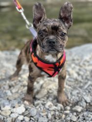 Frenchton 4 month old