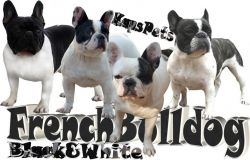 French Bulldog for sale at mumbai