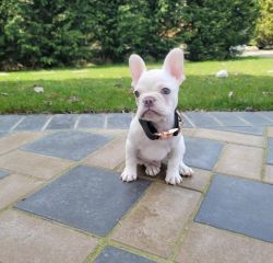 Cute and adorable Frenchie puppies available for sale