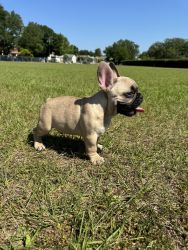 Meet Theo! male sable French bulldog