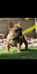 Adorable Male & female French bulldog puppies ready for a new home.