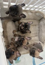 Frenchie bulldog puppies for sale