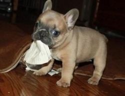 french bull for the family