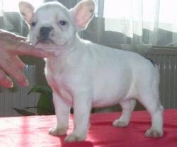 absolutely gorgeous litter of pure breed frenchies