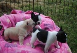 Cream Pied Double Hooded Frenchie Pups *boys*