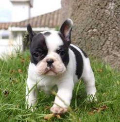 Blue And Blue Pied French Bulldog Pups For Sale