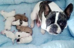 Pure bredd Frenchies babies ready now