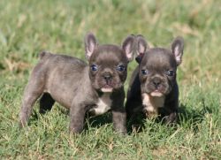 Male and female french bulldog puppies ready