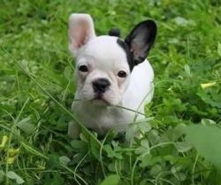 **exceptional Quality French Bulldog Pup's**