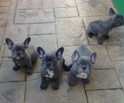 AKC French bullies for home