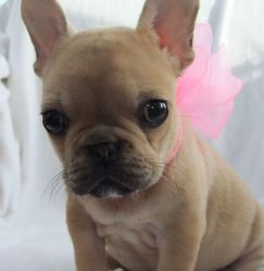 Magnificent French Bulldog Puppies