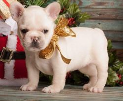French Bulldog puppies for sale .