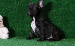 A Male French Bulldog. puppies for sale .