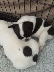 Beautiful male and female french bulldog puppies