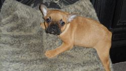 Fawn Red Sable Pied French Bulldog Puppies 4 Sale
