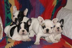 Cute Affordable French Bulldog Puppies