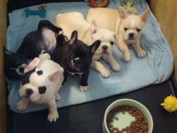 Affordable French Bulldog Puppies