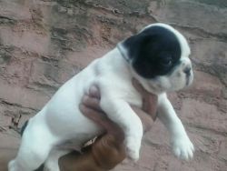 French Bulldog Male puppies for sale