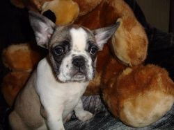Healthy french bulldog is ready ror a new home.