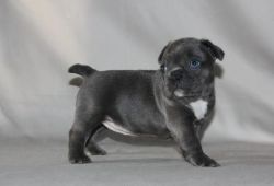 M/F Blue French Bulldog Puppies Available