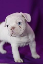 Pure Breed French Bulldog Puppies