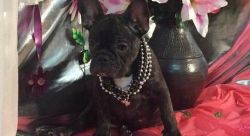 Adorable French Bulldog Puppies for sale
