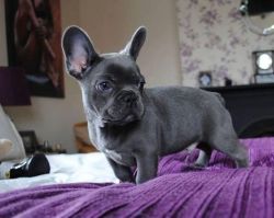 Active01 M/f Blue French Bulldog Puppies