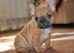 M/f French Bulldog Puppies For Sale