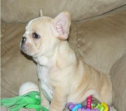 cute French Bulldog Puppies for Sale