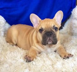 French bull dogs puppies they