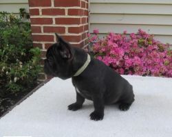 Cute french bulldog puppies ready now
