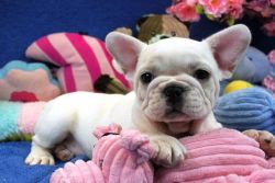 French Bulldog Puppies Available Now!!!