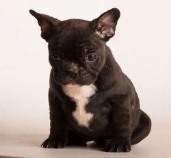 Cute French Bull Dog Puppies For Sale