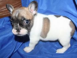 Healthy french bulldog puppies is ready