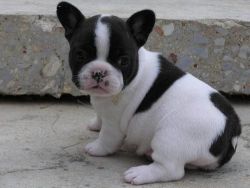 : Registered French Bulldog Puppies.