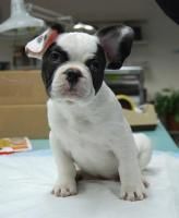 lovely French Bulldog puppy