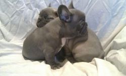cute frenchies male and female