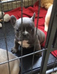 cute frenchies male and female for rehoming fee