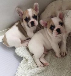 2 french bulldogs puppies for sale