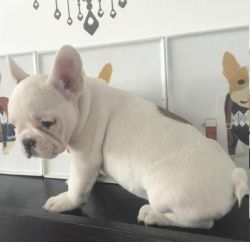 Baby French Bull Dog For Adoption