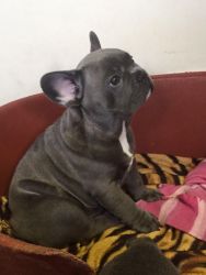 cute frenchies male and female