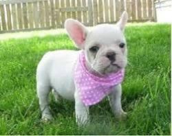 Amazing Male And Female French Bulldog Puppies