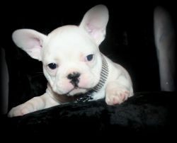 White French bulldog puppy for sale