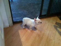 French Bulldog Pups For sale