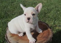 Cute French Bulldogs For sale