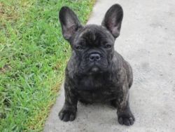 French Bulldog puppy For sale