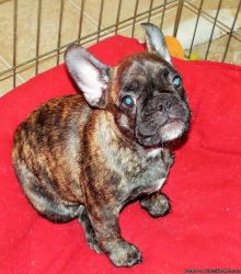 lovely french bulldog puppies