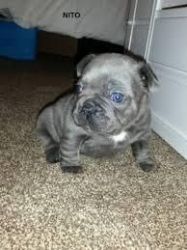 cute blue frenchies male and females